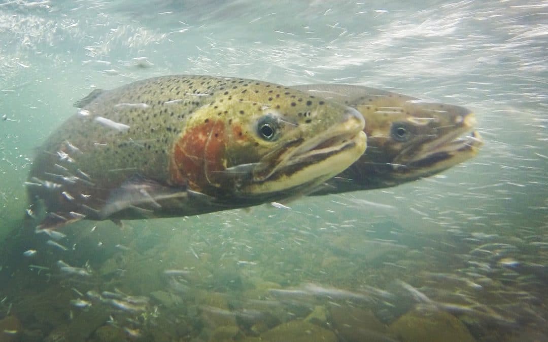 Protecting California’s Native Salmon, Steelhead and Trout